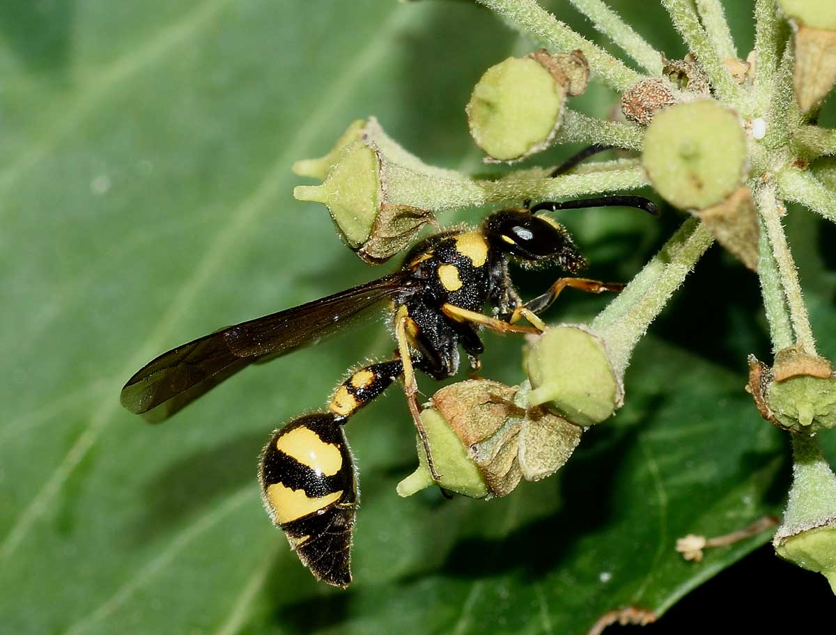 Eumenes coronatus, Vespidae Eumeninae