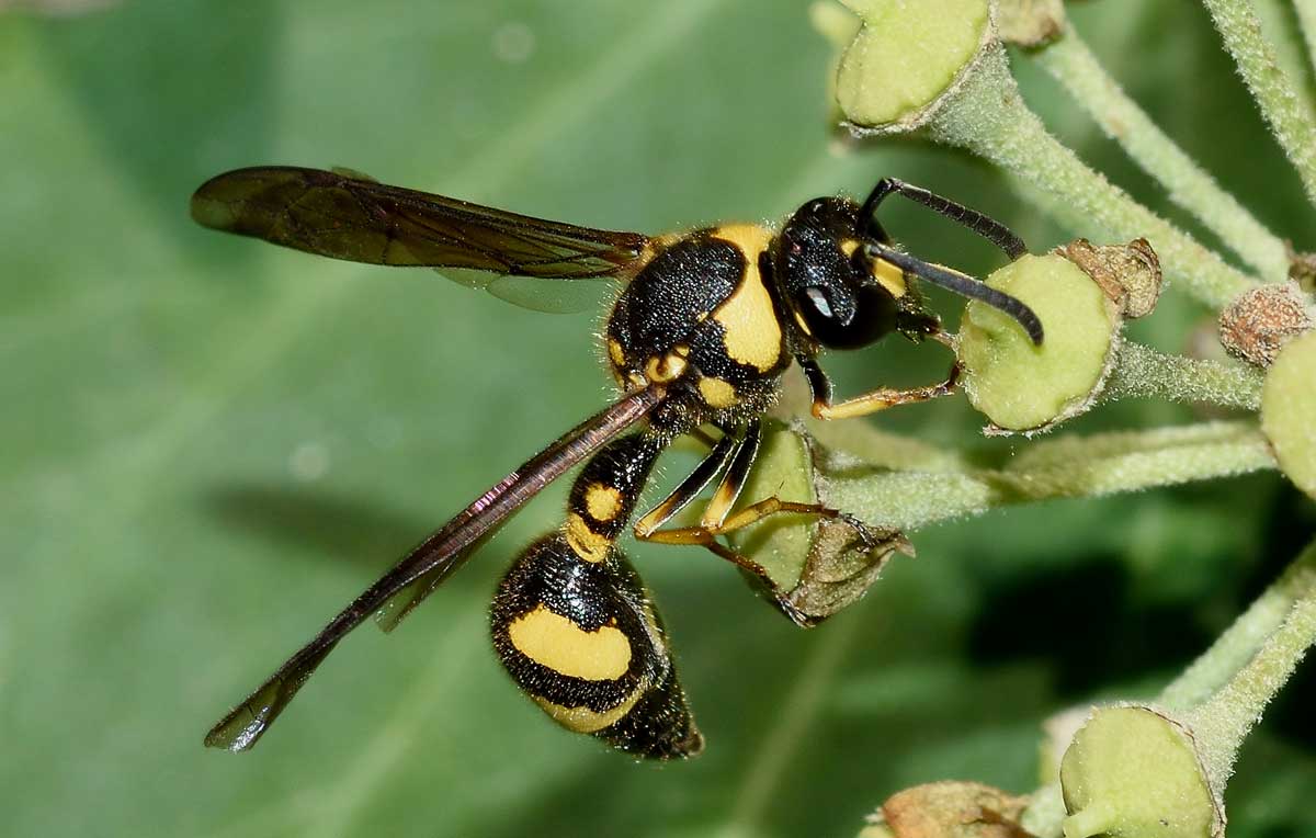 Eumenes coronatus, Vespidae Eumeninae