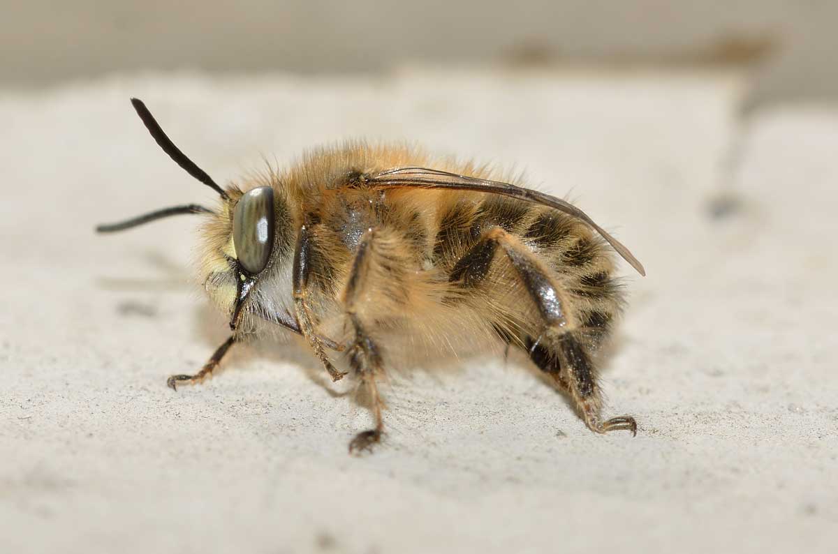 Maschio di Anthophora plumipes