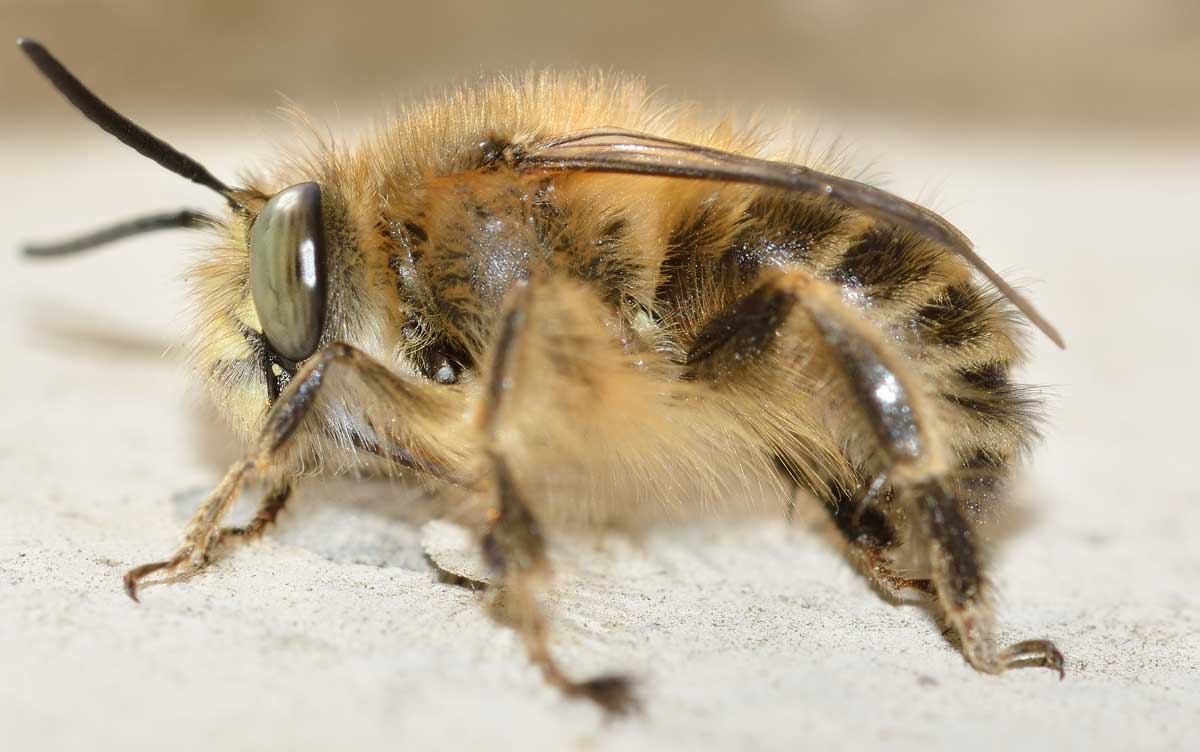 Maschio di Anthophora plumipes