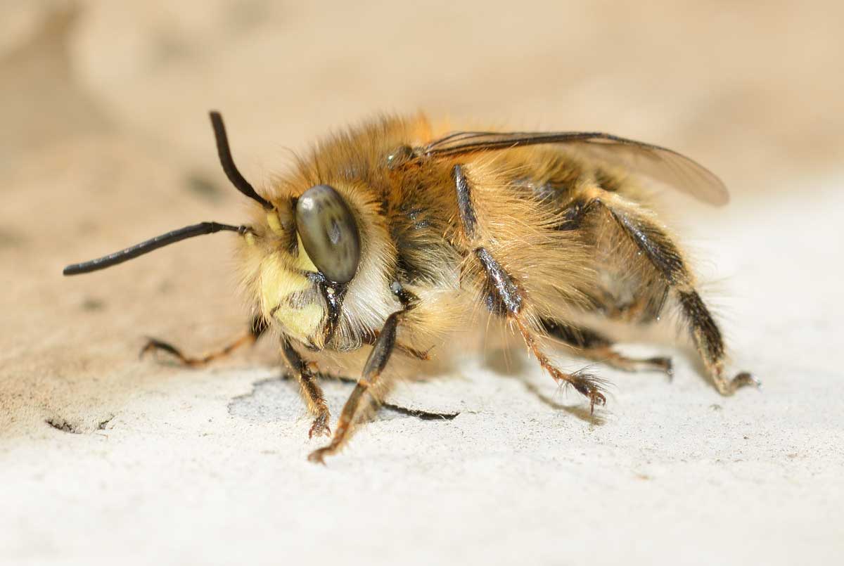 Maschio di Anthophora plumipes