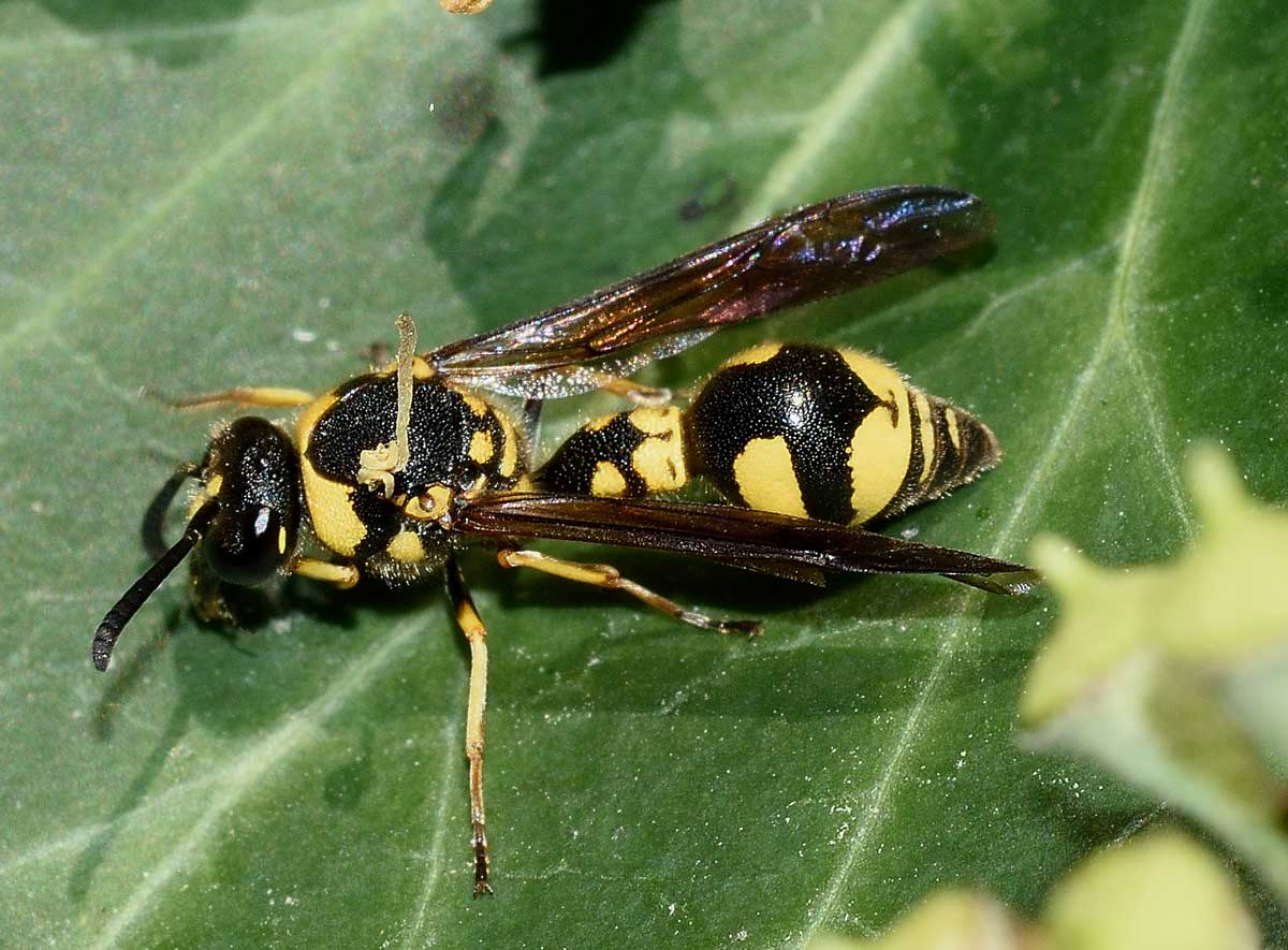 Eumenes coronatus, Vespidae Eumeninae