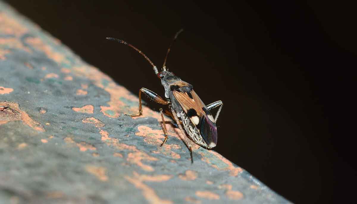 Lygaeidae: Beosus quadripunctatus