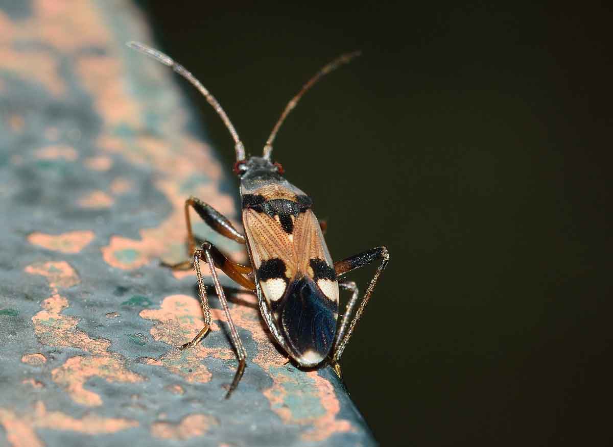 Lygaeidae: Beosus quadripunctatus