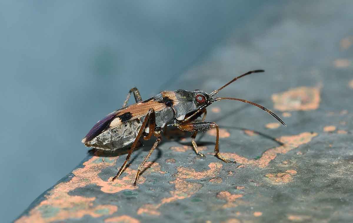 Lygaeidae: Beosus quadripunctatus