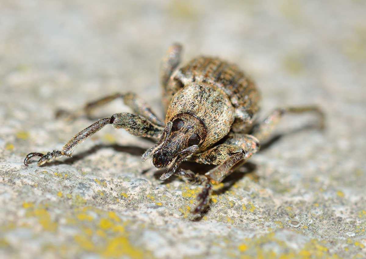 Brachypera (Antidonus) zoilus, Curculionidae