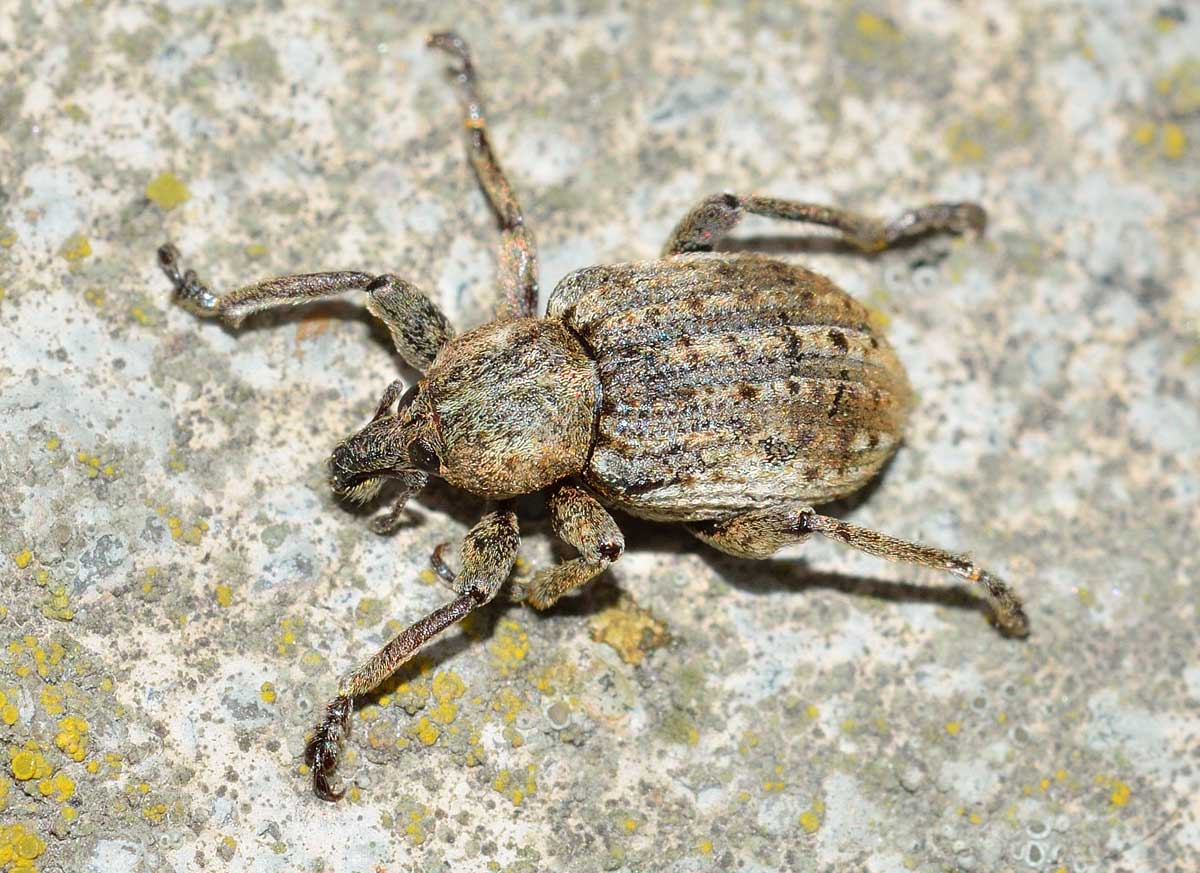 Brachypera (Antidonus) zoilus, Curculionidae