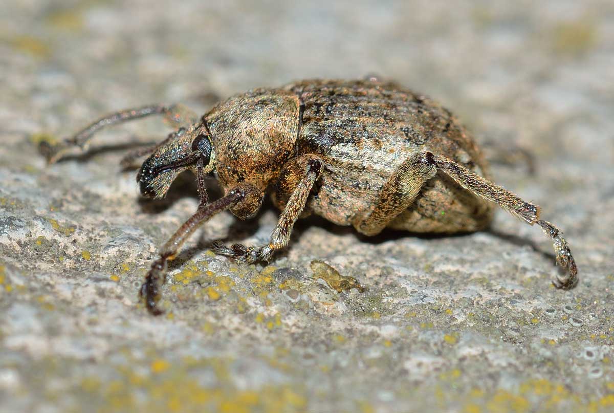 Brachypera (Antidonus) zoilus, Curculionidae