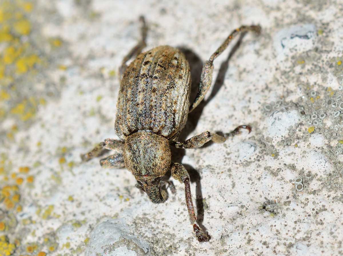 Brachypera (Antidonus) zoilus, Curculionidae