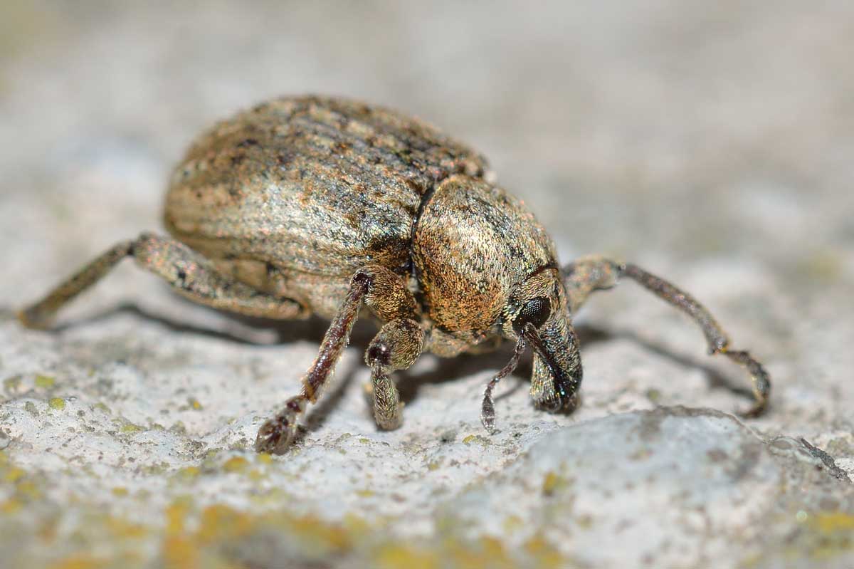 Brachypera (Antidonus) zoilus, Curculionidae