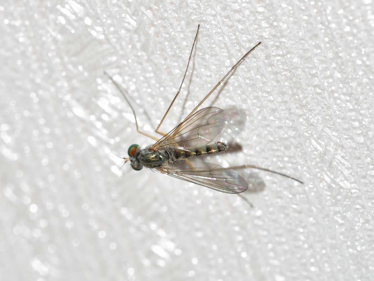 Sciapus sp., Dolichopodidae, maschio