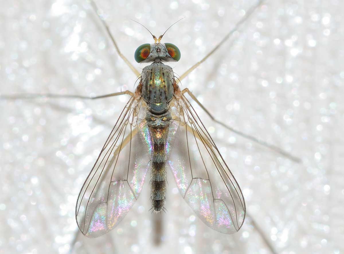 Sciapus sp., Dolichopodidae, maschio