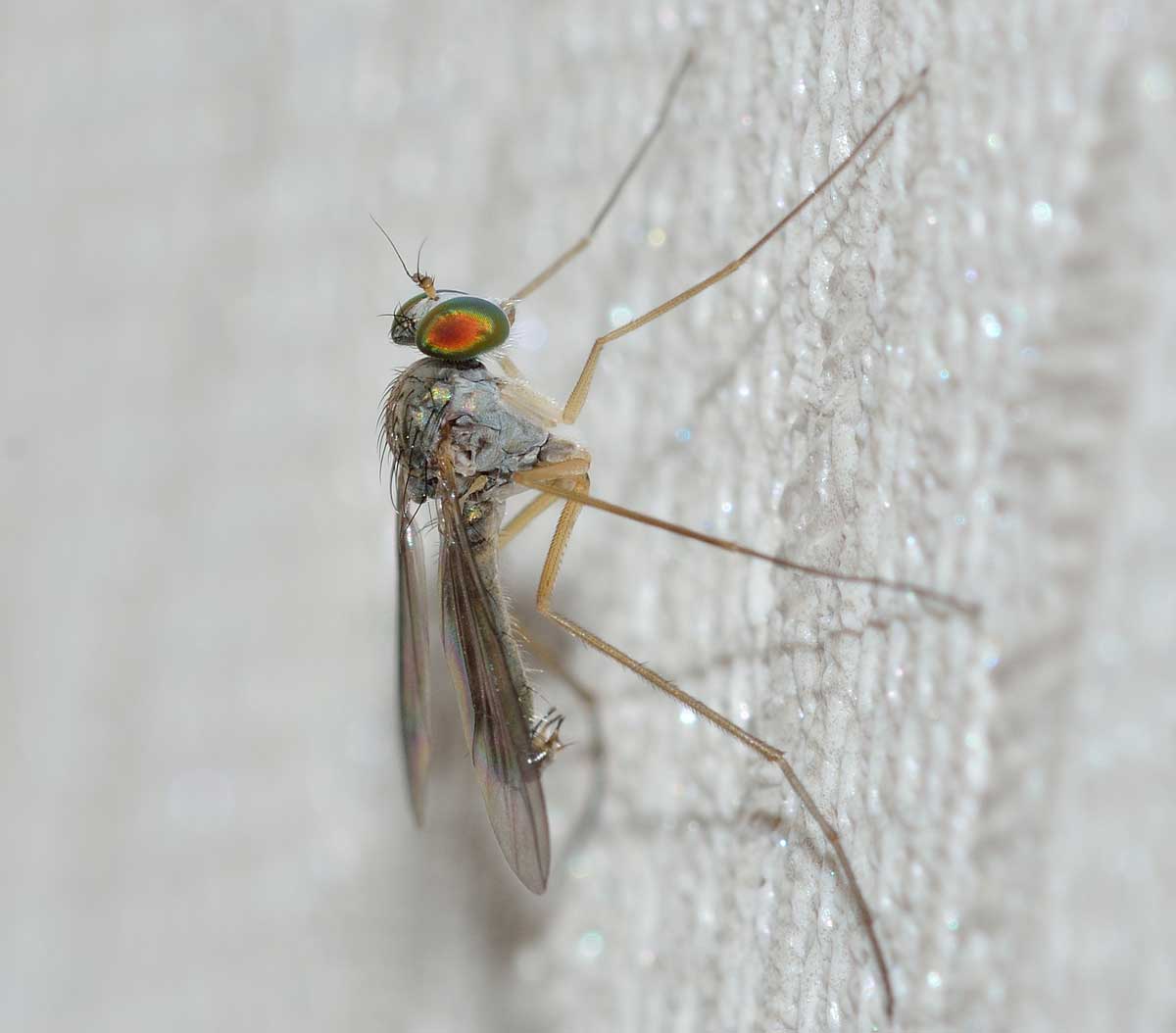 Sciapus sp., Dolichopodidae, maschio