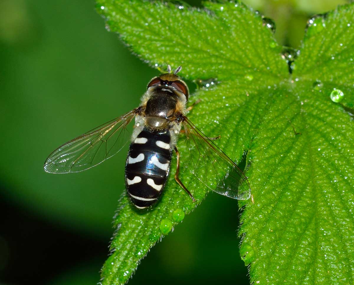 Femmina di Sceva pirastri