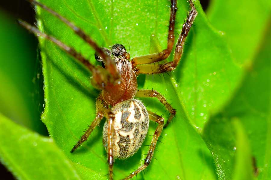 Maschio di Larinioides sp. - Novara