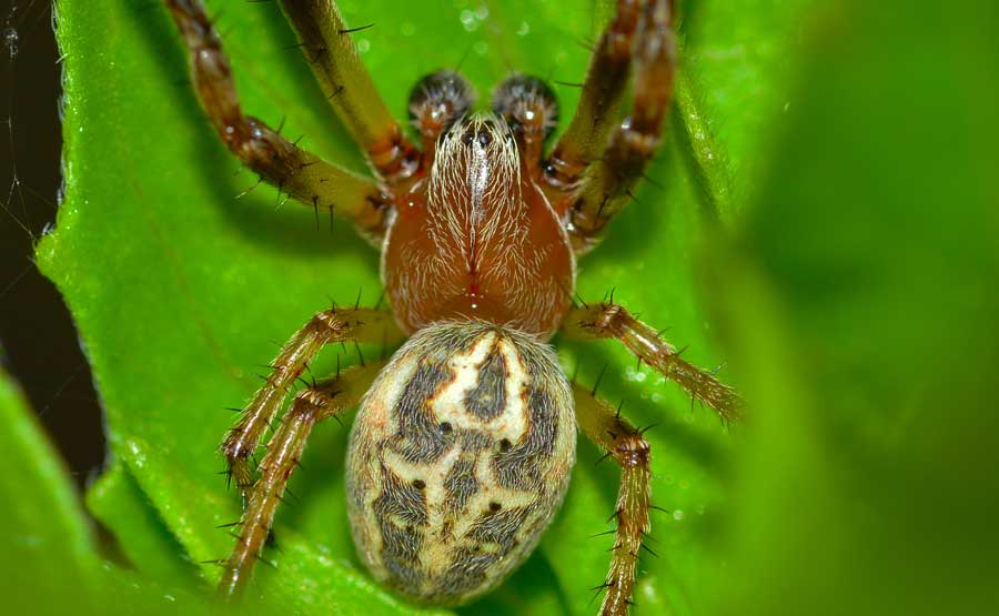 Maschio di Larinioides sp. - Novara