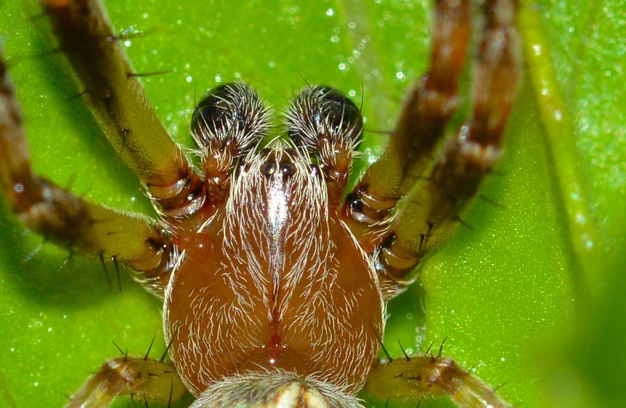 Maschio di Larinioides sp. - Novara