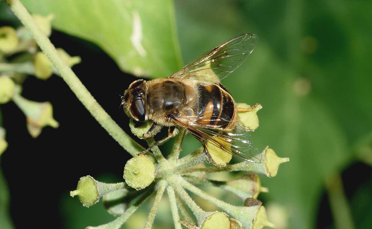 Eristalis tenax femmina (Syrphidae)