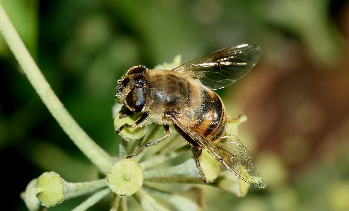 Eristalis tenax femmina (Syrphidae)