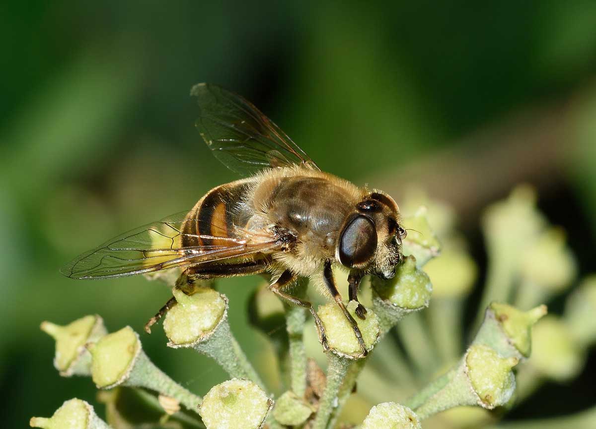 Eristalis tenax femmina (Syrphidae)