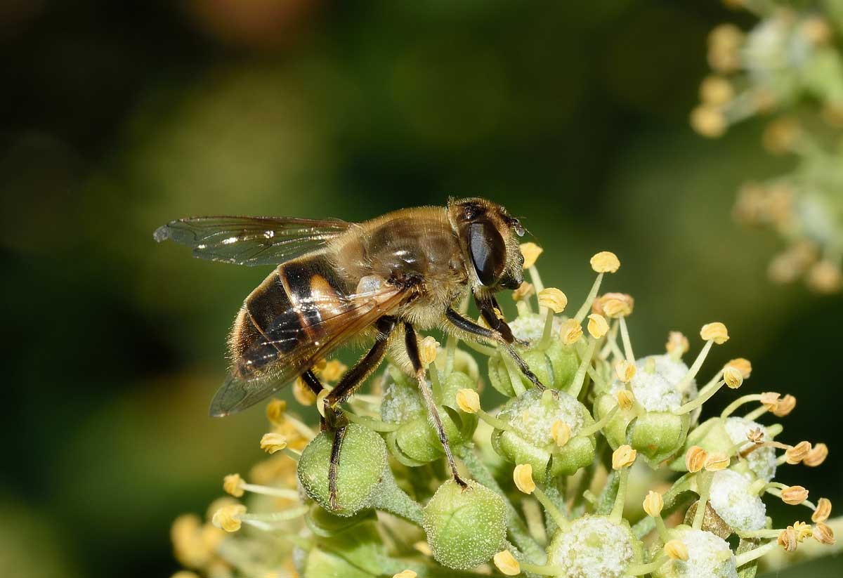 Eristalis tenax femmina (Syrphidae)