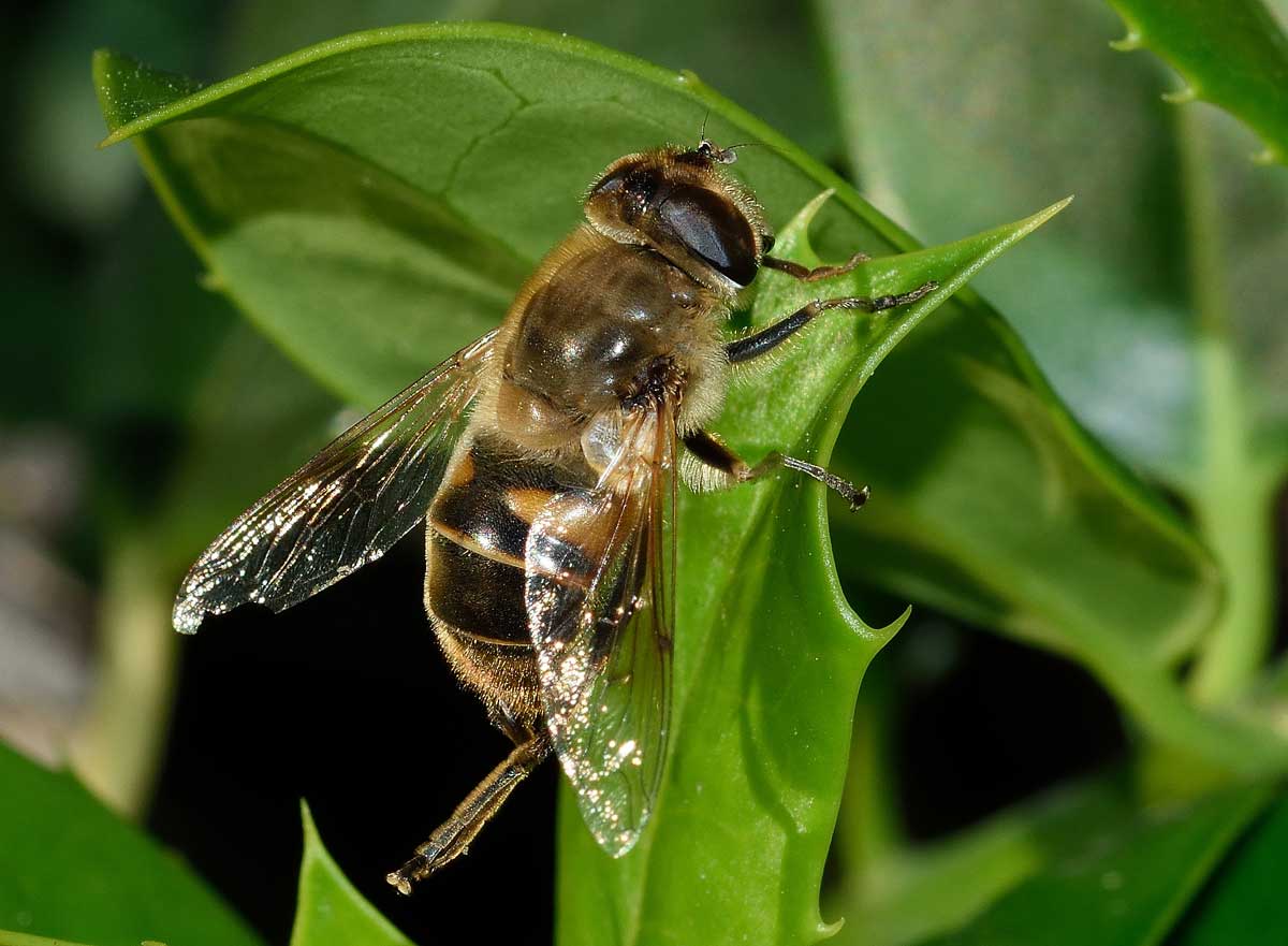 Eristalis tenax femmina (Syrphidae)