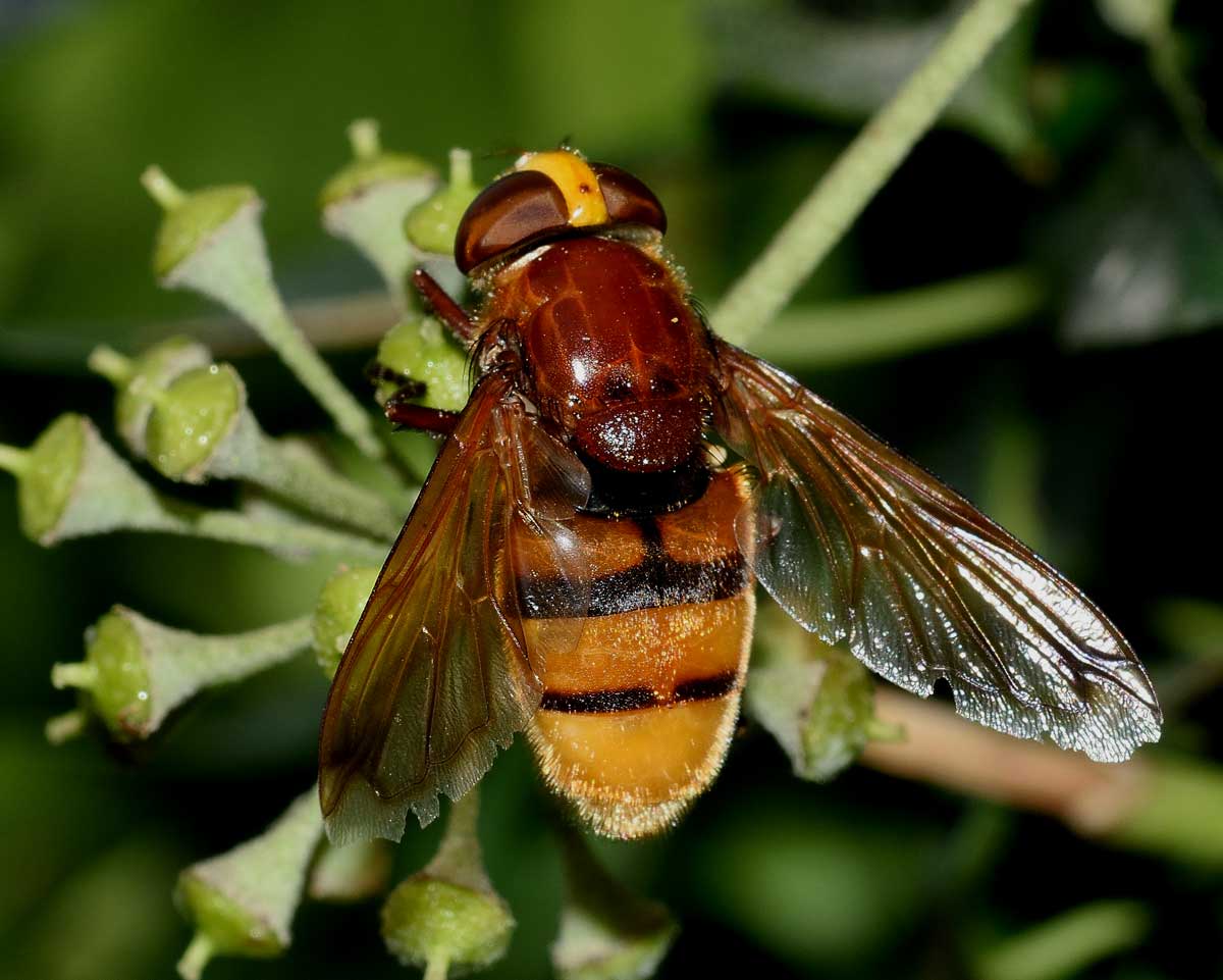 Volucella zonaria femmina (Syrphidae)