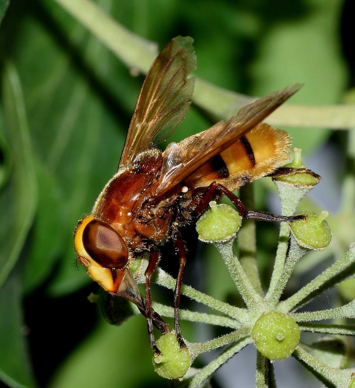 Volucella zonaria femmina (Syrphidae)