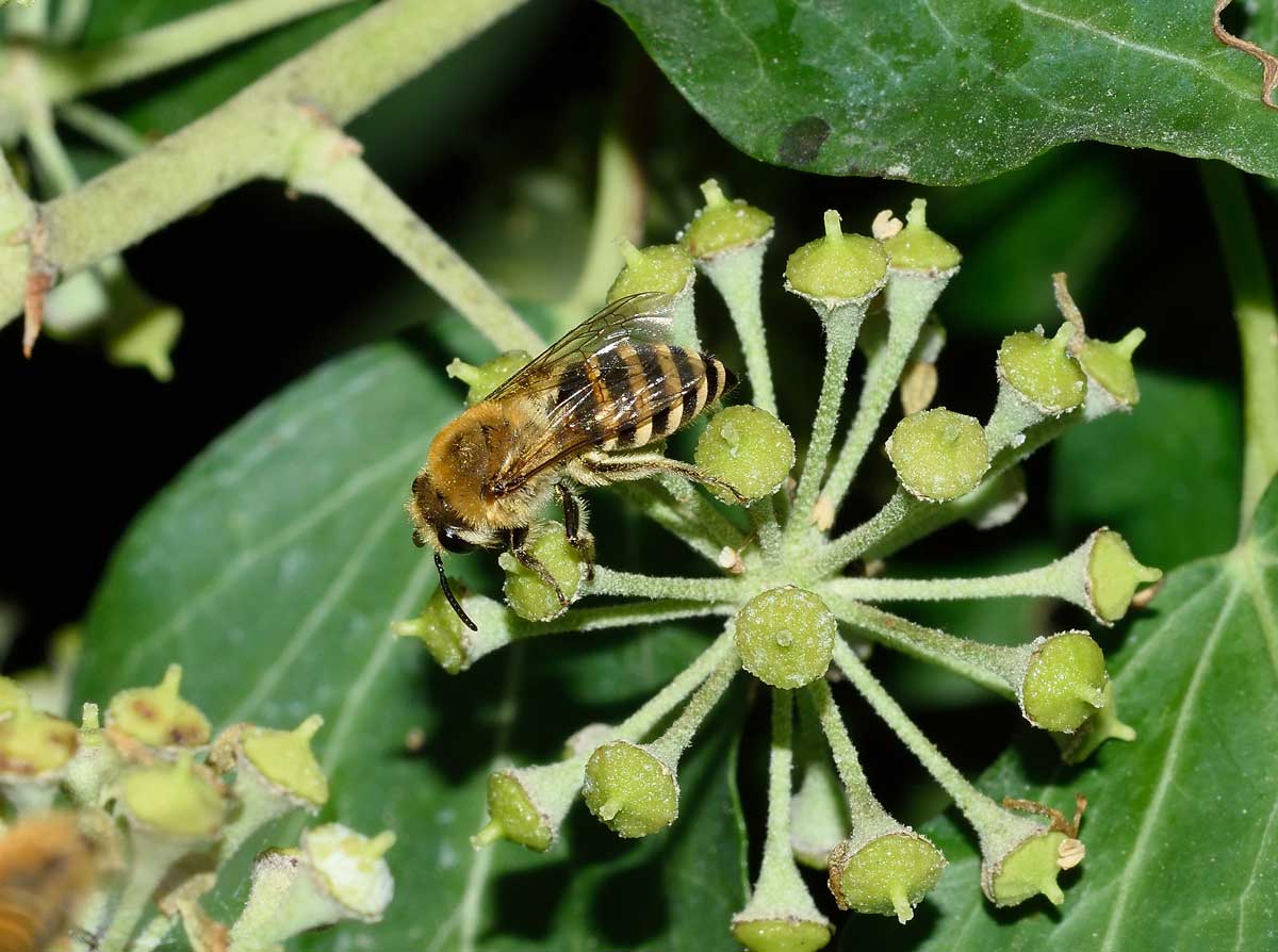 Colletes hederae (cfr.), Apidae Colletinae