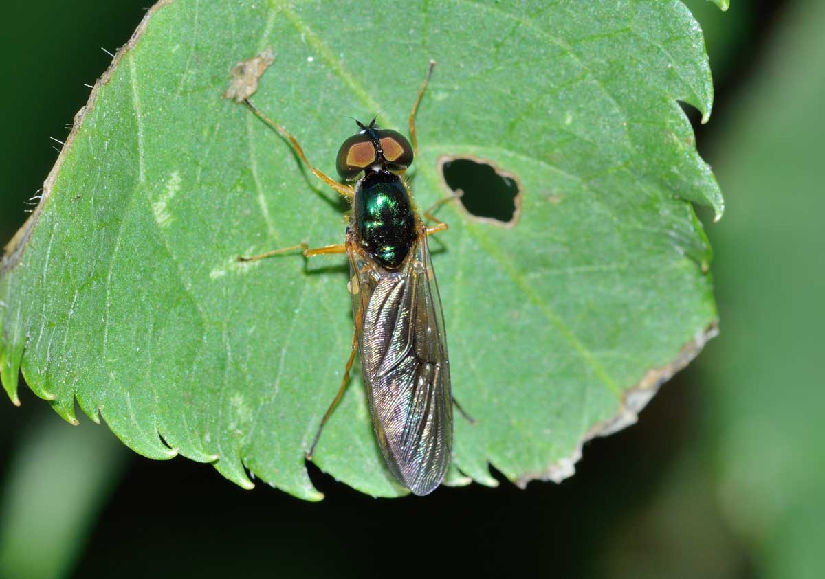 Sargus bipunctatus Maschio (Stratiomyidae)