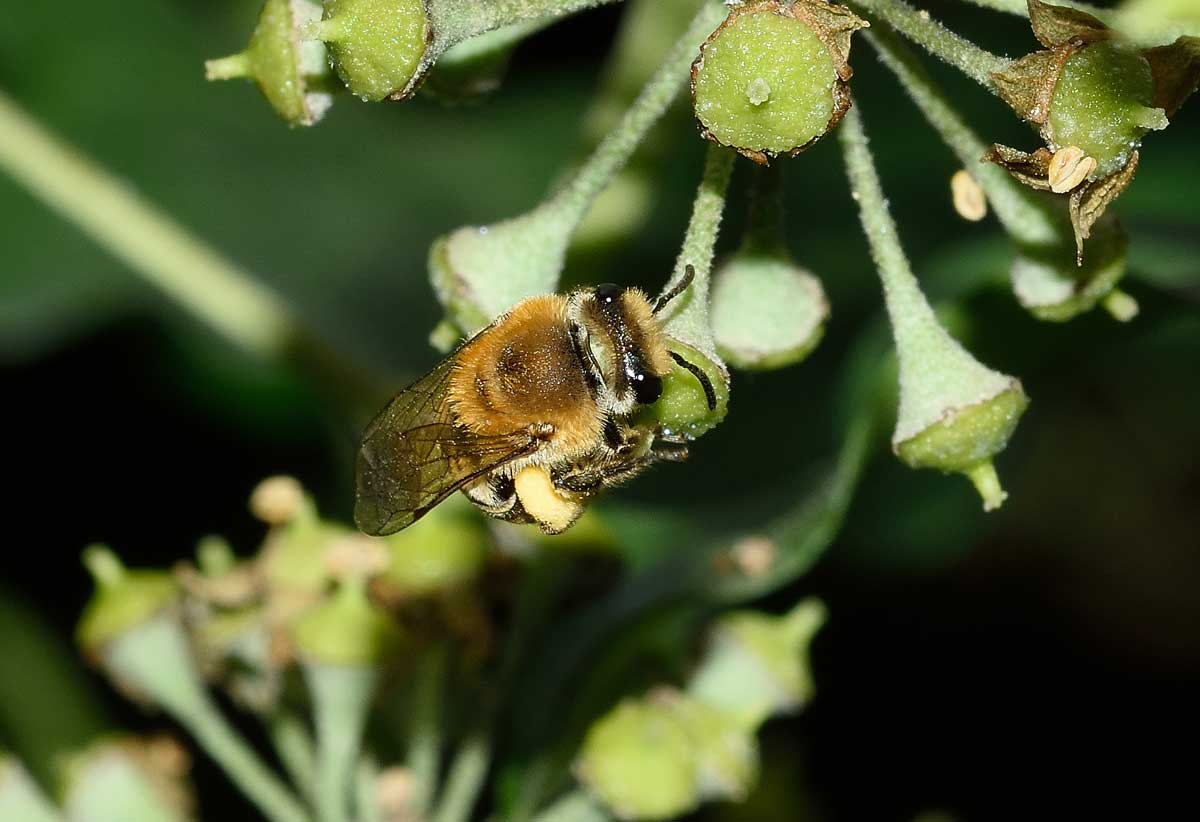 Colletes hederae (cfr.), Apidae Colletinae