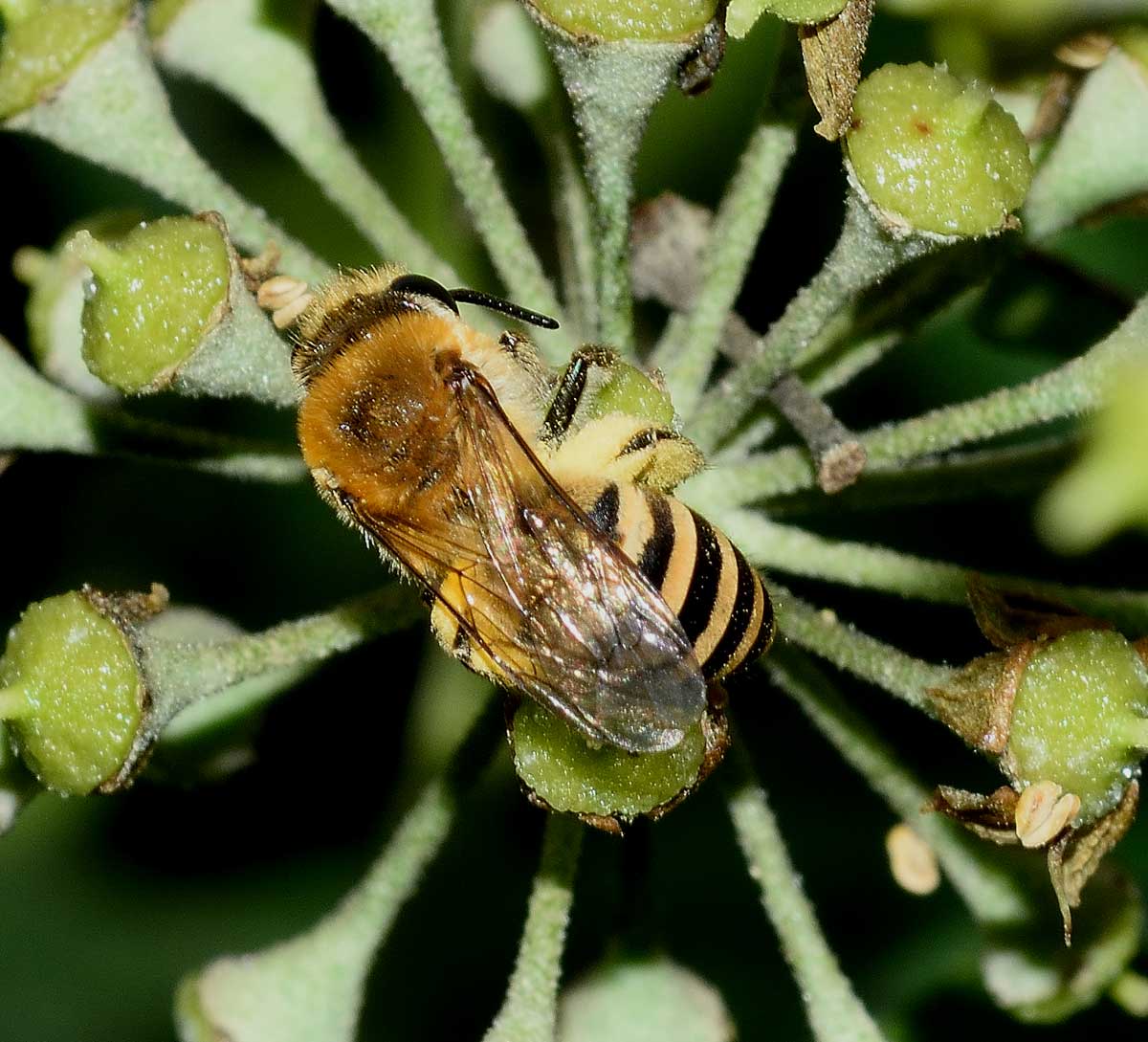 Colletes hederae (cfr.), Apidae Colletinae