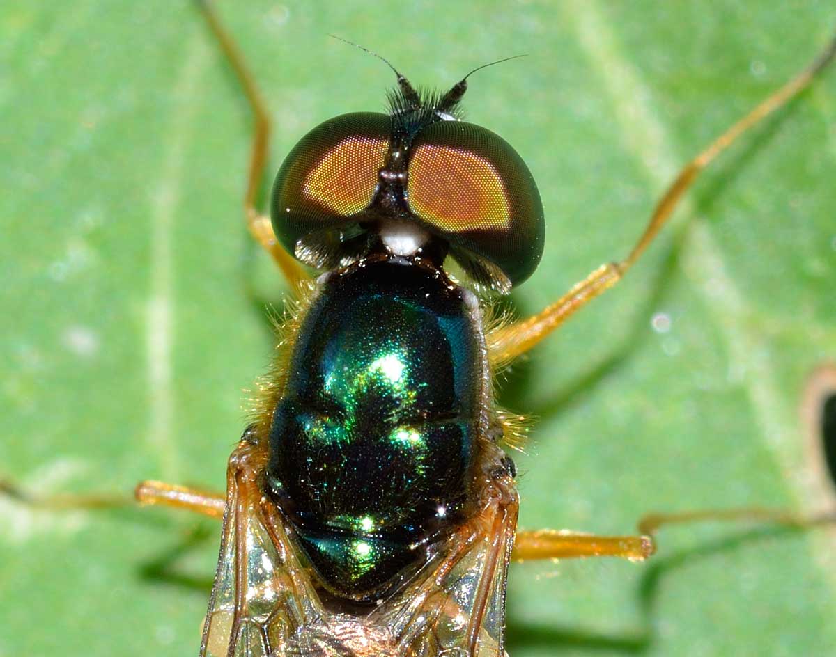 Sargus bipunctatus Maschio (Stratiomyidae)