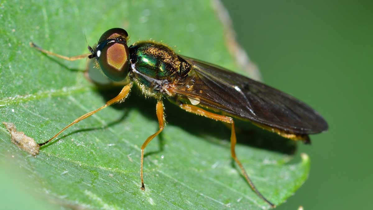 Sargus bipunctatus Maschio (Stratiomyidae)