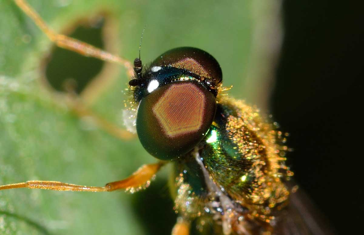 Sargus bipunctatus Maschio (Stratiomyidae)