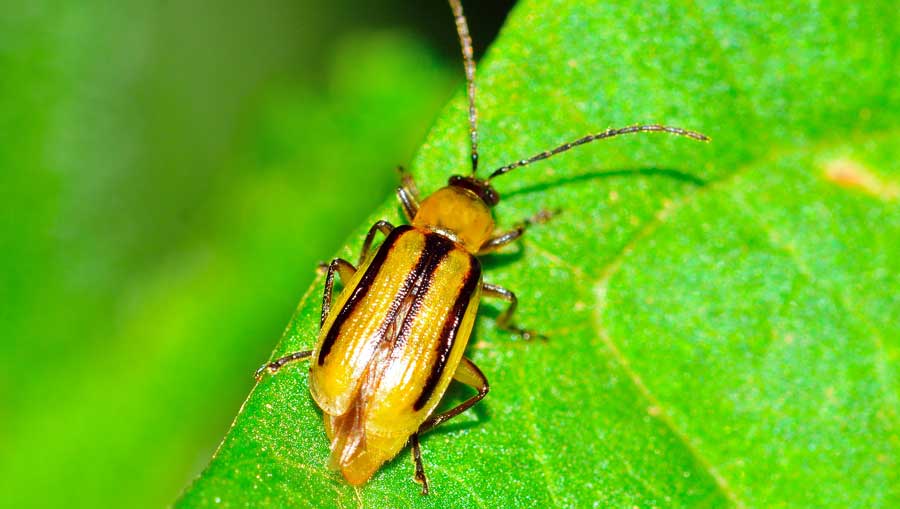 Diabrotica virgifera, Chrysomelidae