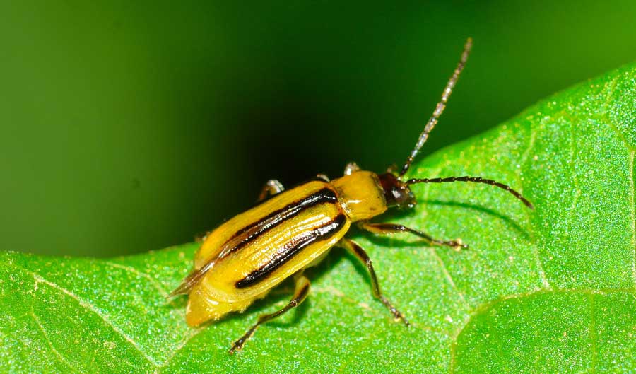 Diabrotica virgifera, Chrysomelidae