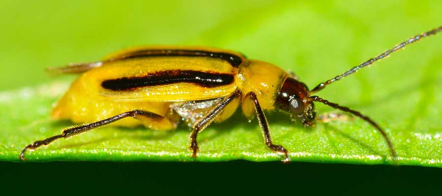 Diabrotica virgifera, Chrysomelidae