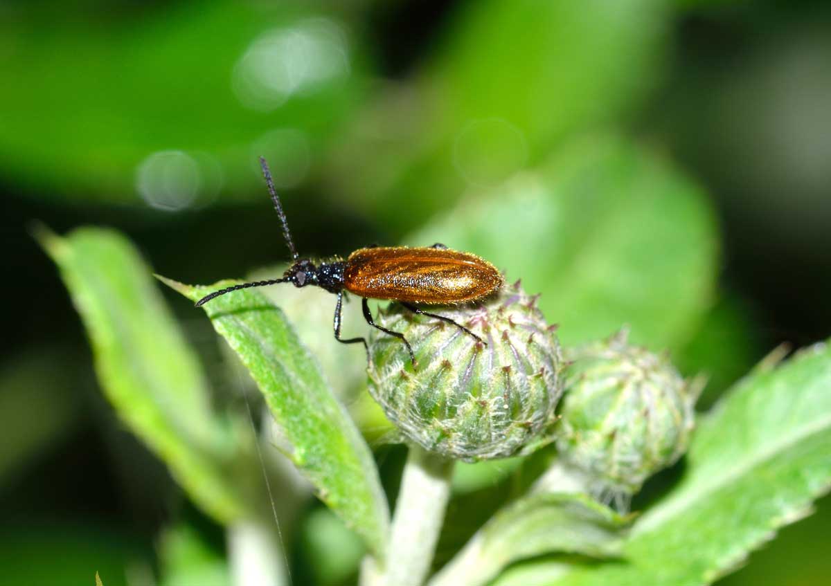 Lagria sp. (Tenebrionidae)