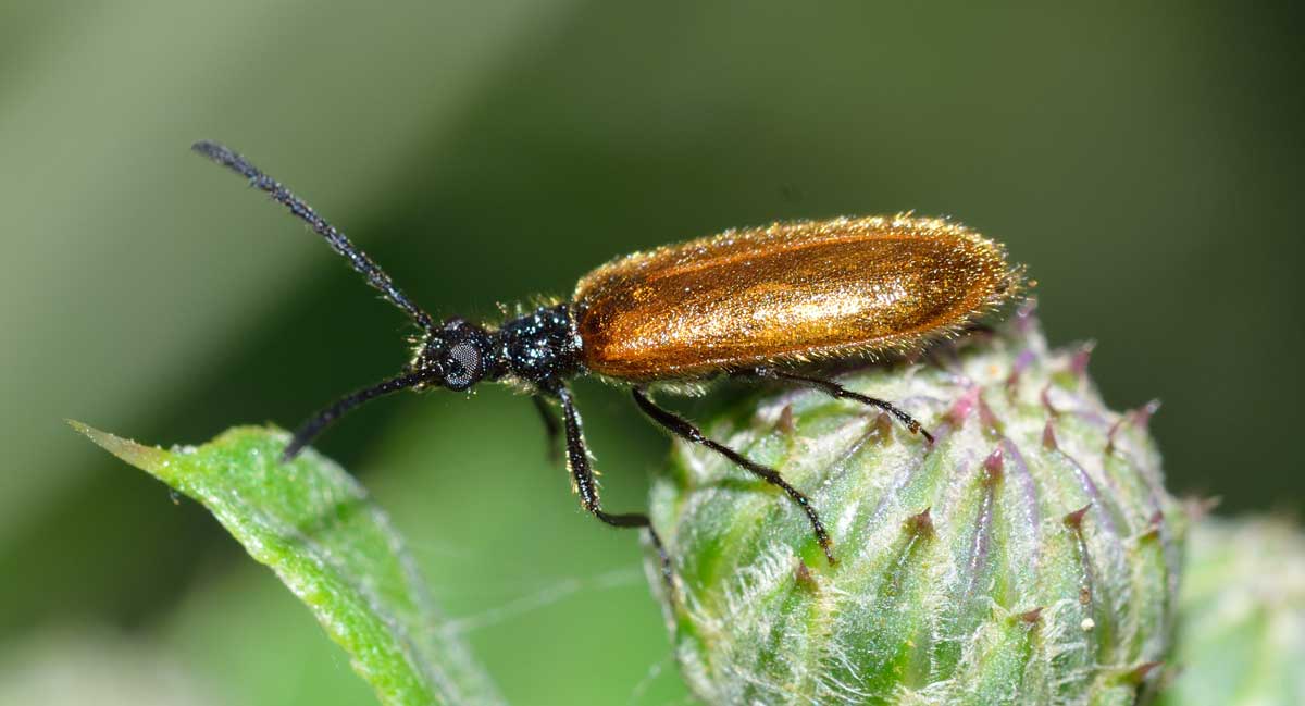 Lagria sp. (Tenebrionidae)