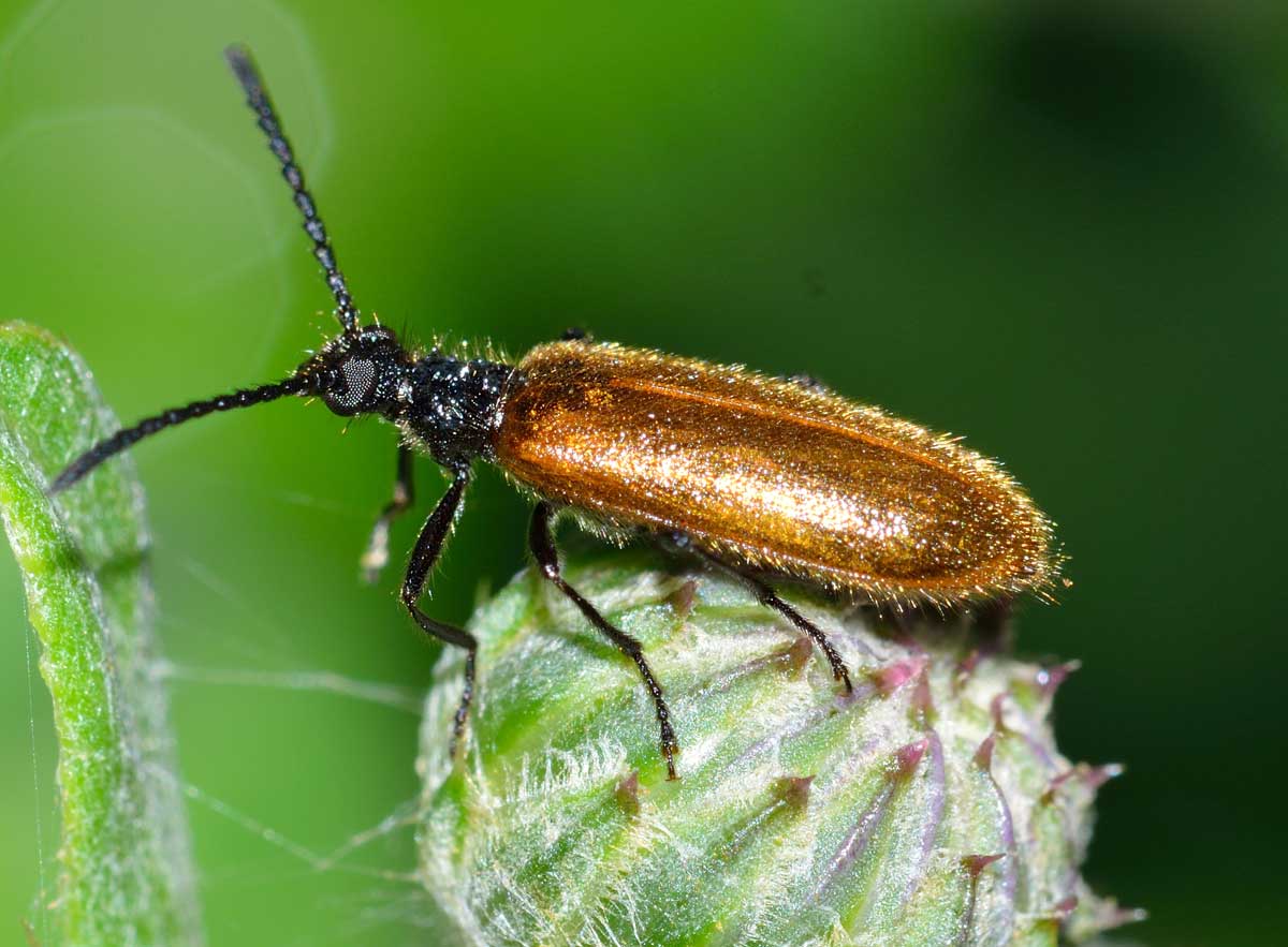 Lagria sp. (Tenebrionidae)