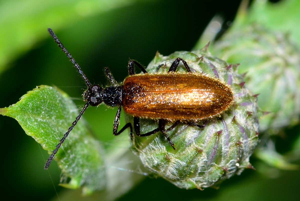 Lagria sp. (Tenebrionidae)