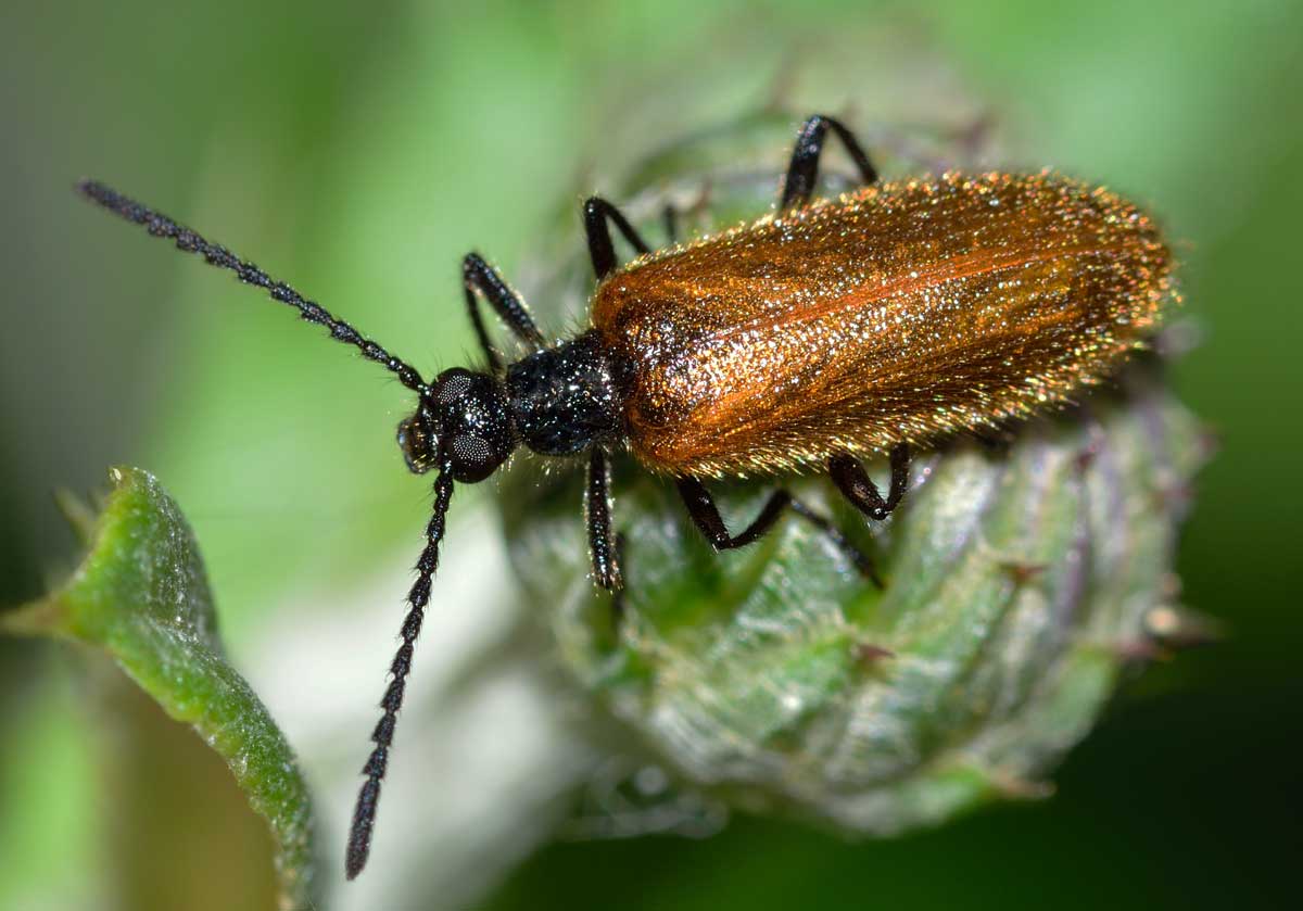 Lagria sp. (Tenebrionidae)