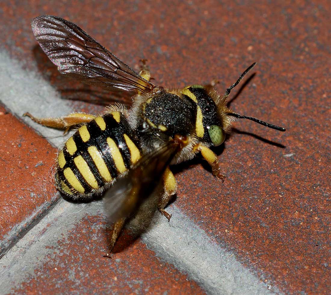 Pseudoanthidium sp. (Apidae Megachilinae), femmina