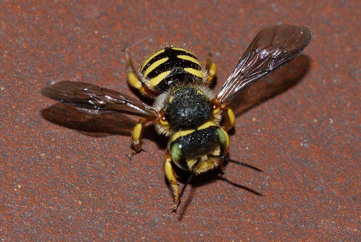 Pseudoanthidium sp. (Apidae Megachilinae), femmina