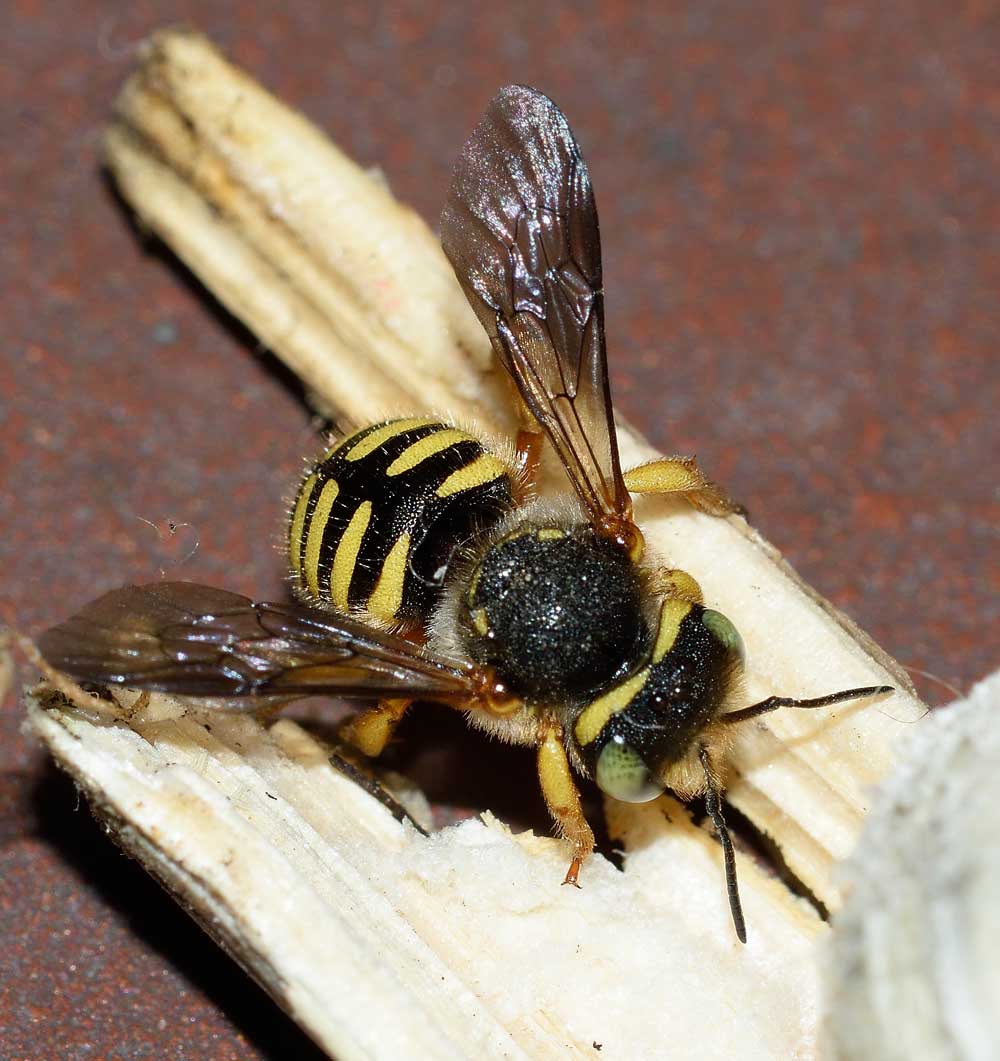 Pseudoanthidium sp. (Apidae Megachilinae), femmina