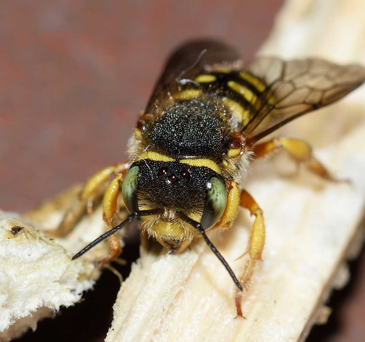 Pseudoanthidium sp. (Apidae Megachilinae), femmina