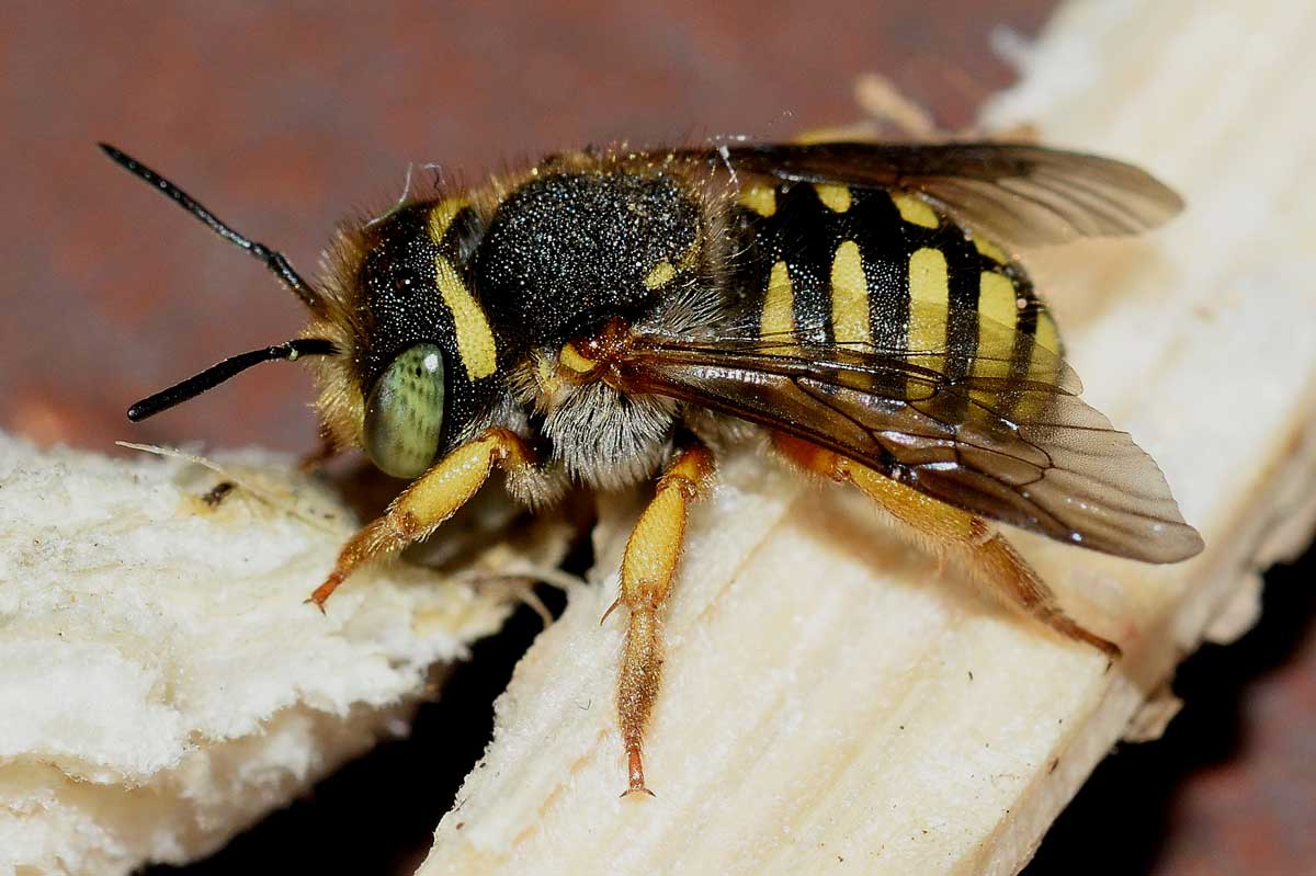 Pseudoanthidium sp. (Apidae Megachilinae), femmina