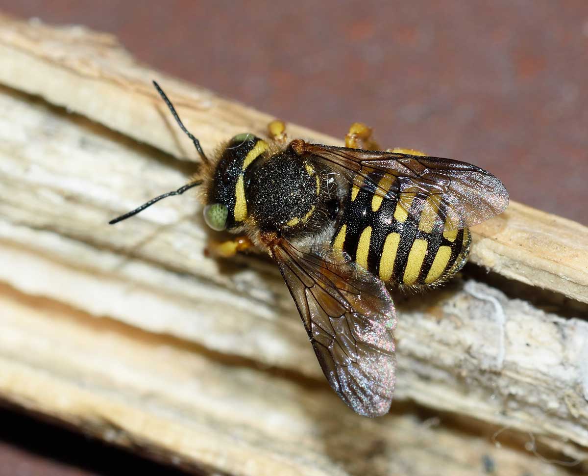 Pseudoanthidium sp. (Apidae Megachilinae), femmina