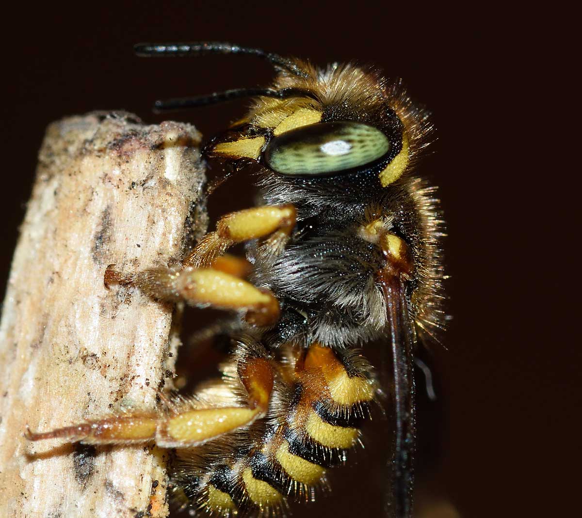 Pseudoanthidium sp. (Apidae Megachilinae), femmina